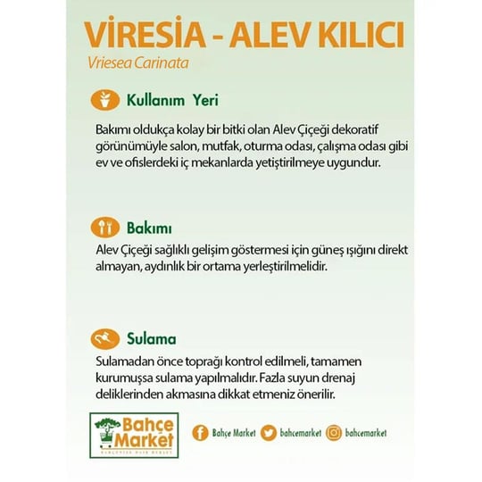 Viresia (Alev Kılıcı) Çiçeği 40-50 Cm