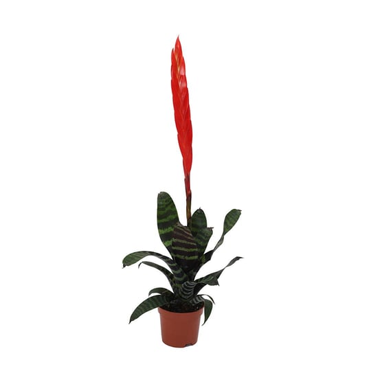 Viresia (Alev Kılıcı) Çiçeği 40-50 Cm