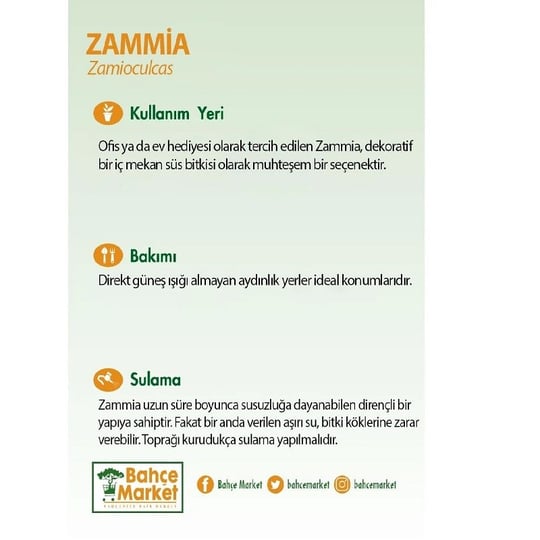 Zammia Yeşil 60-80 Cm