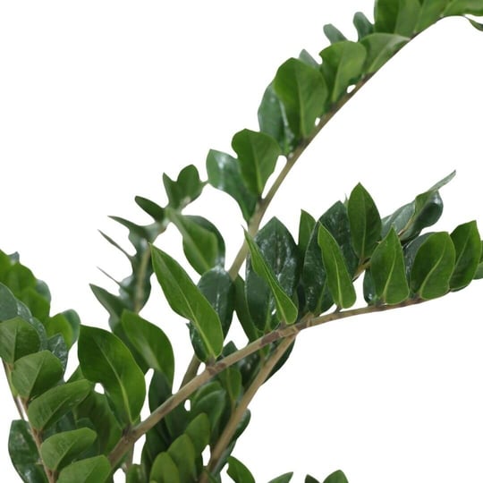 Zammia Yeşil 60-80 Cm
