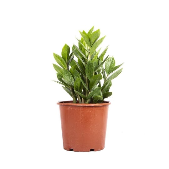 Zammia Yeşil 40-60 Cm