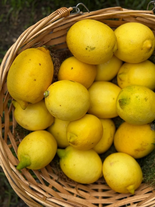 Limon 500 gr