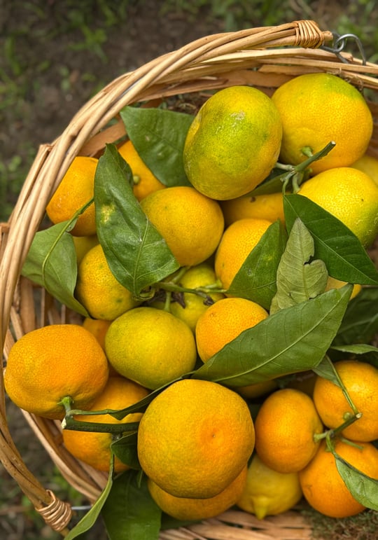 Mandalina 500gr