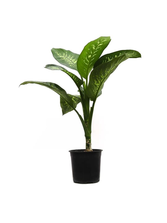 Dracena reflexa variegata 80-100CM