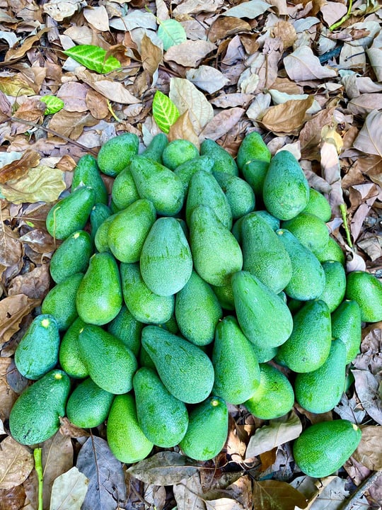50 ADET FUERTE AVOKADO (200 gram ve üzeri )