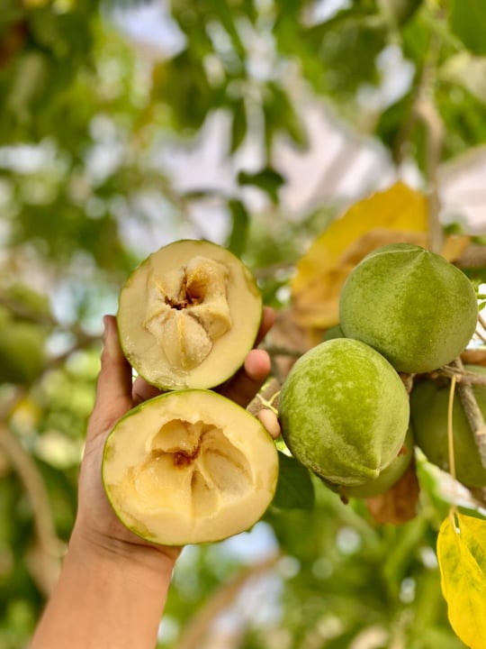 BEYAZ ÇİKOLATA  MEYVESİ ( WHİTE SAPOTE ) 500 GR