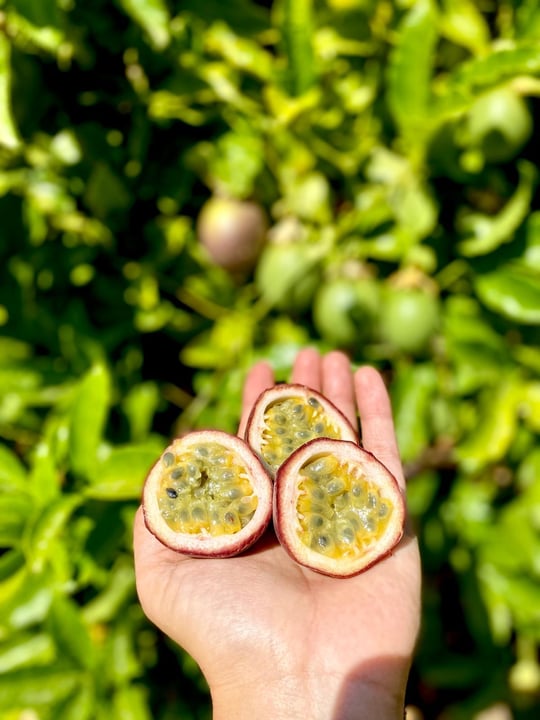 PASSİFLORA Çarkıfelek Meyvesi 500GR