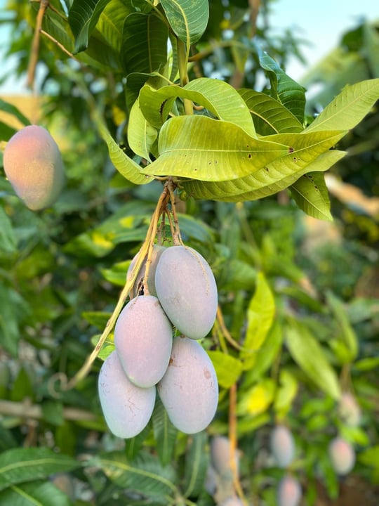 YERLİ MANGO ( 1 KG )