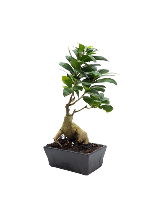 Bonsai | Dekoratif Bonsai Ağaçları & Bonsai Çeşitleri | Seradanal