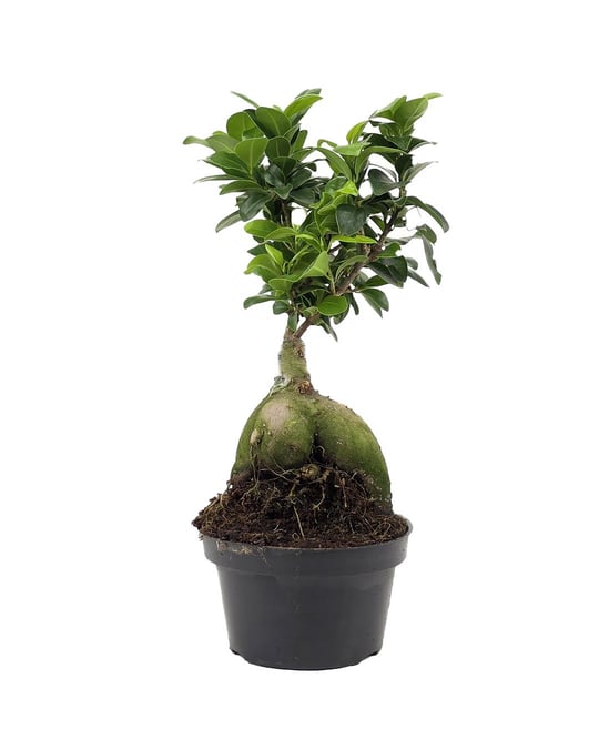 Bonsai | Dekoratif Bonsai Ağaçları & Bonsai Çeşitleri | Seradanal