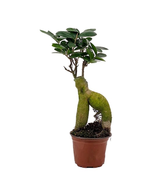 Bonsai | Dekoratif Bonsai Aalar & Bonsai eitleri | Seradanal