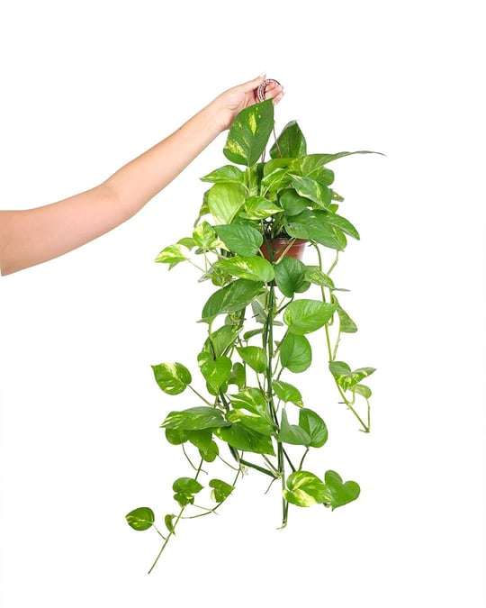 Philodendron Bitkisi - eitler ve Bakm pular | Seradanal