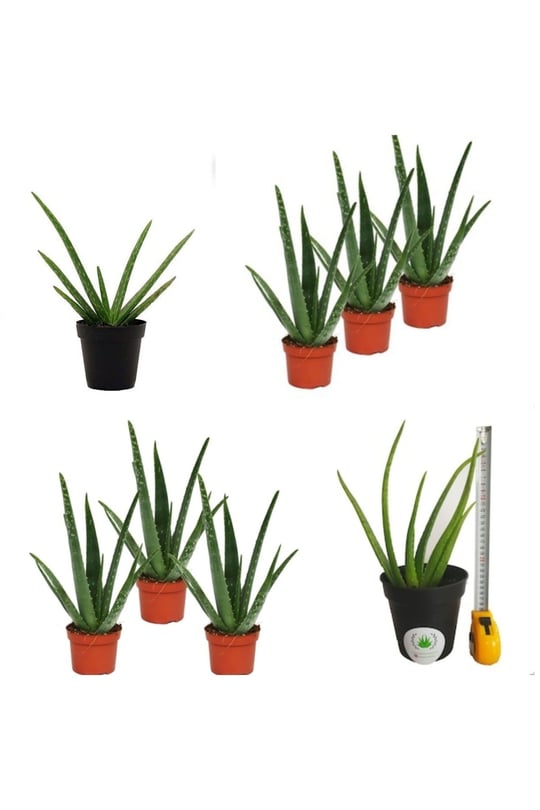 3 Adet Aloevera Aloe Vera - Kakts ve Sukulentler