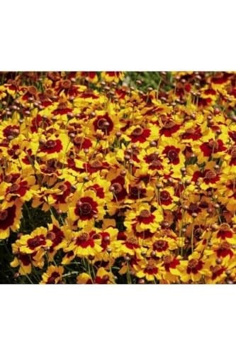 100 Adet Kız Gözü (Coreopsis Tinctoria) Çiçek Tohumu