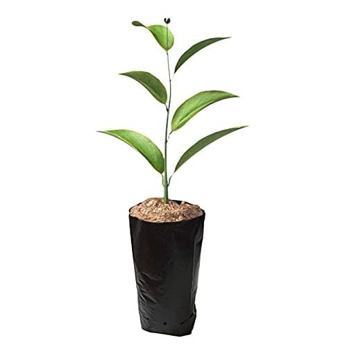 13x25 Körüklü Fidan Poşeti (Torbası)-1 Kg