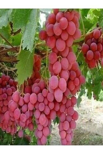 4lü Üzüm Seti Cadı Parmağı+Kımrızı+Sarı+ Royal Üzüm Fidanı