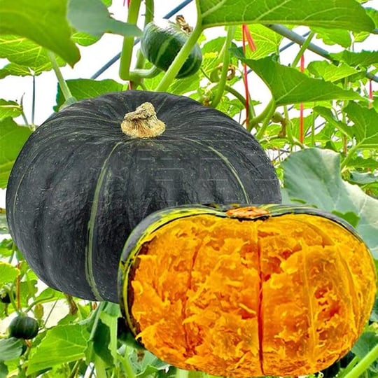 5 Adet Sweet Japanese Bal Kabağı Tohumu
