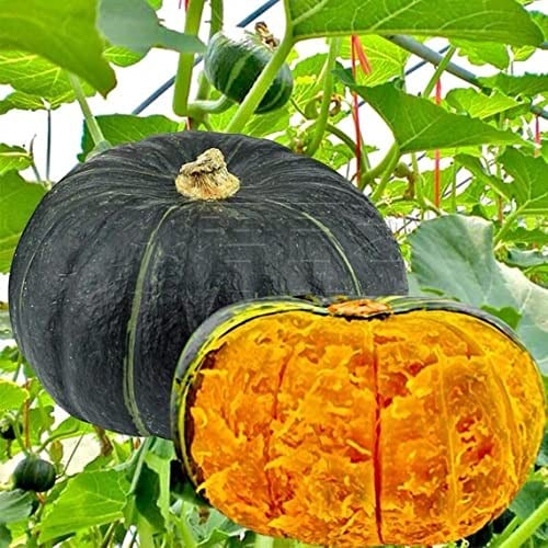 5 Adet Sweet Japanese Bal Kabağı Tohumu