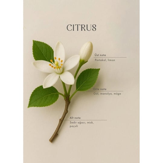 Bella Maison Citrus Ahşap Fitilli Soy Wax Mum Antrasit