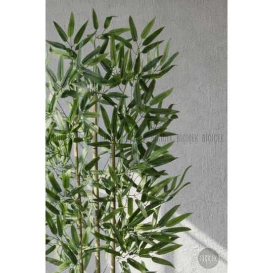 Biçiçek 110 Cm Bambu Ağacı Yakut Saksıda Siyah