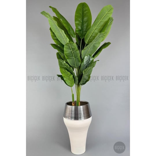 Biçiçek 220cm Starliçe Bitkisi Cleopatra Saksıda Krem Gümüş