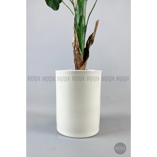 Biçiçek Muz Ağacı Tek Gövde 125-175 Cm Krem