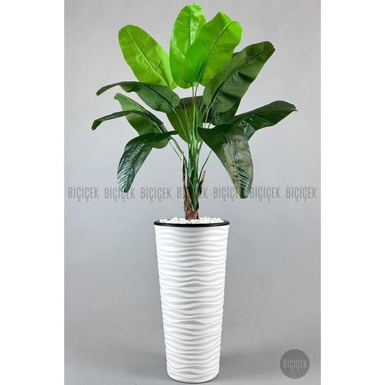 Biçiçek Muz Ağacı Tek Gövde 125-175 Cm Beyaz