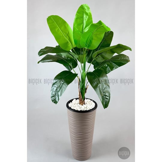 Biçiçek Muz Ağacı Tek Gövde 125-175 Cm Kahverengi