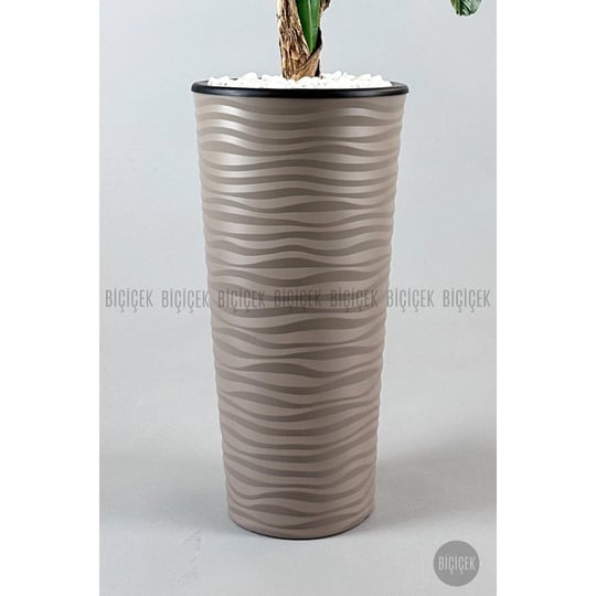 Biçiçek Muz Ağacı Tek Gövde 125-175 Cm Kahverengi