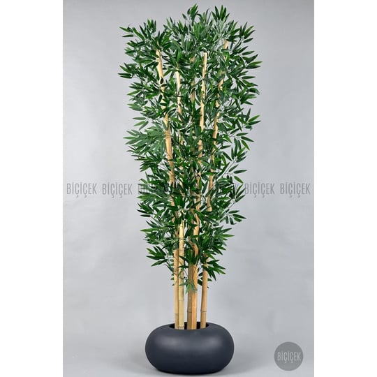 Biçiçek Zen Bambu Ağacı 220-240 Cm Fiber Saksıda Grifiber1