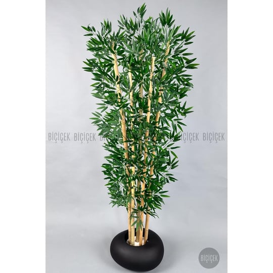 Biçiçek Zen Bambu Ağacı 220-240 Cm Fiber Saksıda Siyahfiber1