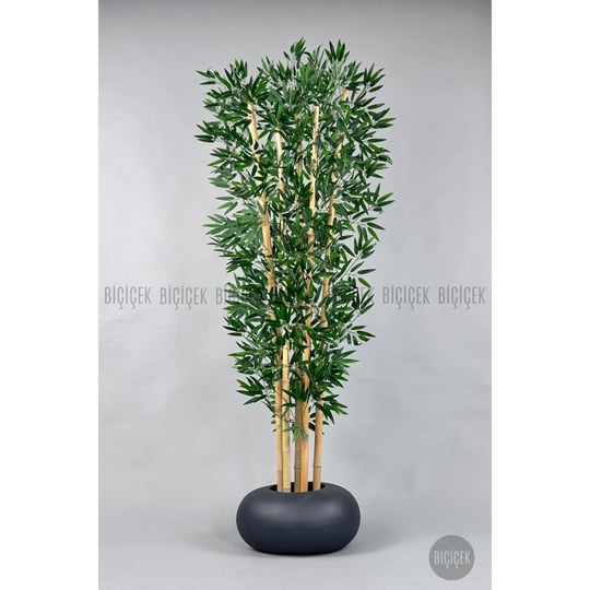 Biçiçek Zen Bambu Ağacı 220-240 Cm Fiber Saksıda Grifiber1