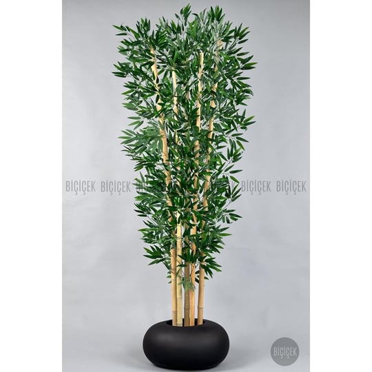 Biçiçek Zen Bambu Ağacı 220-240 Cm Fiber Saksıda Siyahfiber1