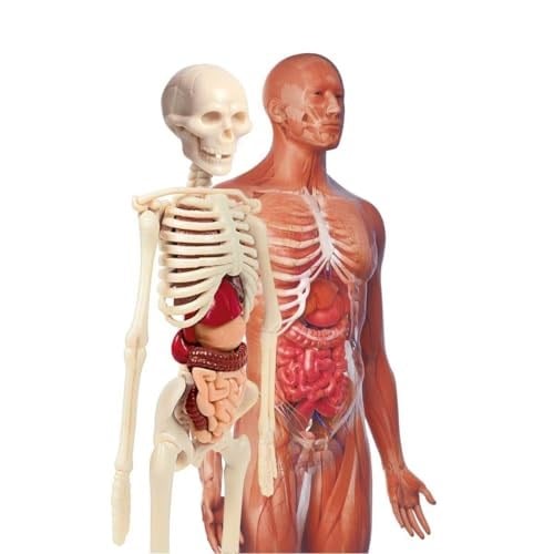 Clementoni - 64297 - İlk Keşiflerim - İnsan Anatomisi