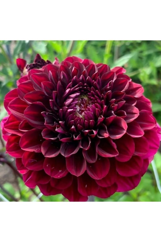 Dashing Look 10 Adet Bordo Renkli Kirli Hanım Çiçeği Tohumu Kokulu TH-thmcmthm502