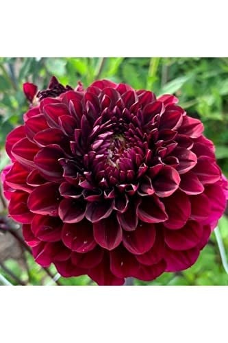 Dashing Look 10 Adet Bordo Renkli Kirli Hanım Çiçeği Tohumu Kokulu TH-thmcmthm502