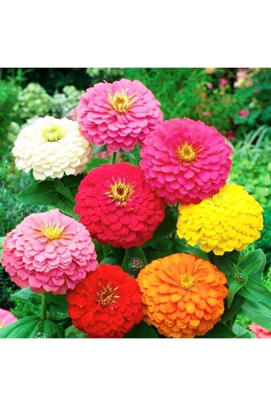 Dashing Look 10 Adet Karışık Renkli Zinnia Çiçek Tohumu TH-thmcmthm507