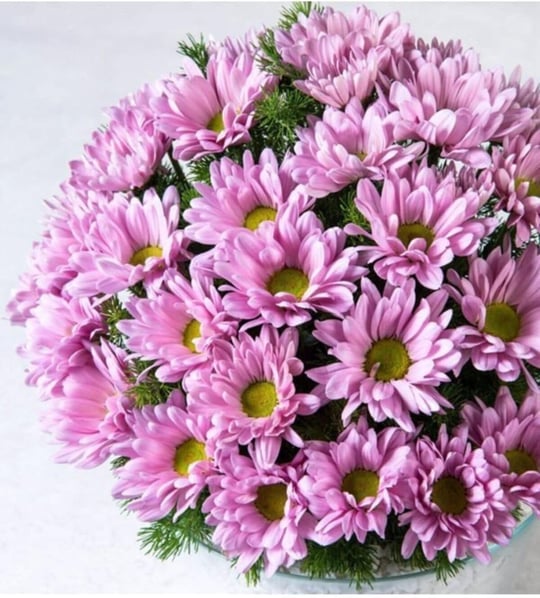 Dashing Look 10 Adet Pembe Papatya Çiçek Tohumu TH-thmcmthm290
