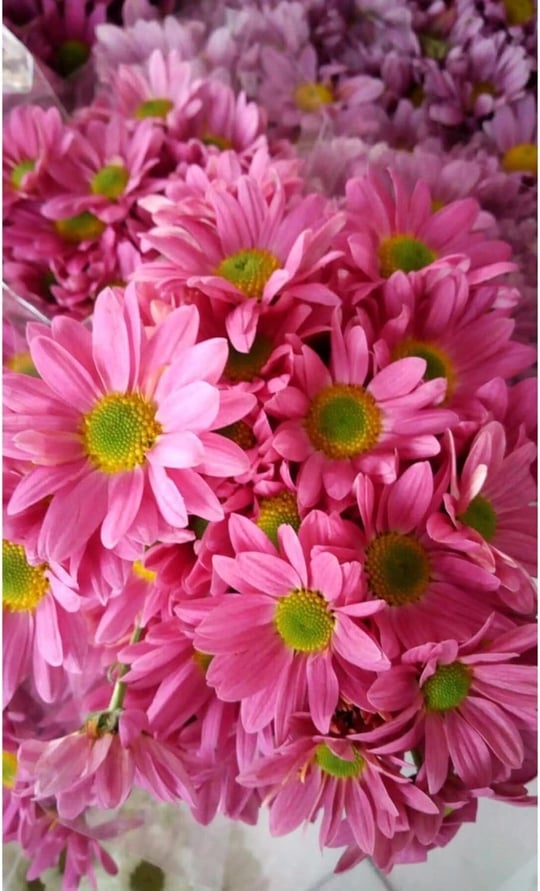Dashing Look 10 Adet Pembe Papatya Çiçek Tohumu TH-thmcmthm290
