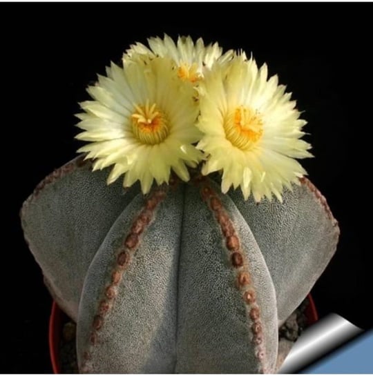 Dashing Look Bishop’s Cap Cactus Kaktüs Tohumu TH-dshnglookthm167