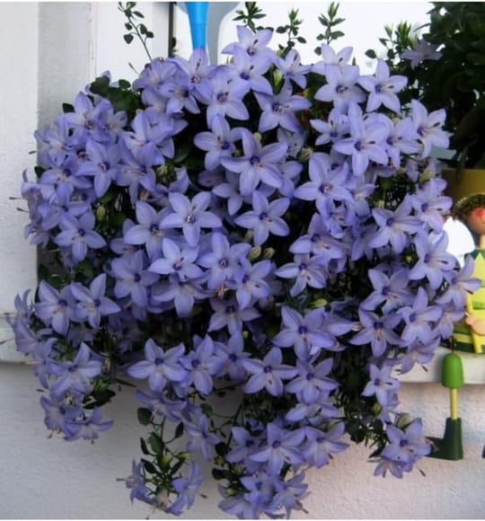Dashing Look Campanula Mavi Çan Çiçeği Tohumu 10 12 Adet TH-thmcmthm550