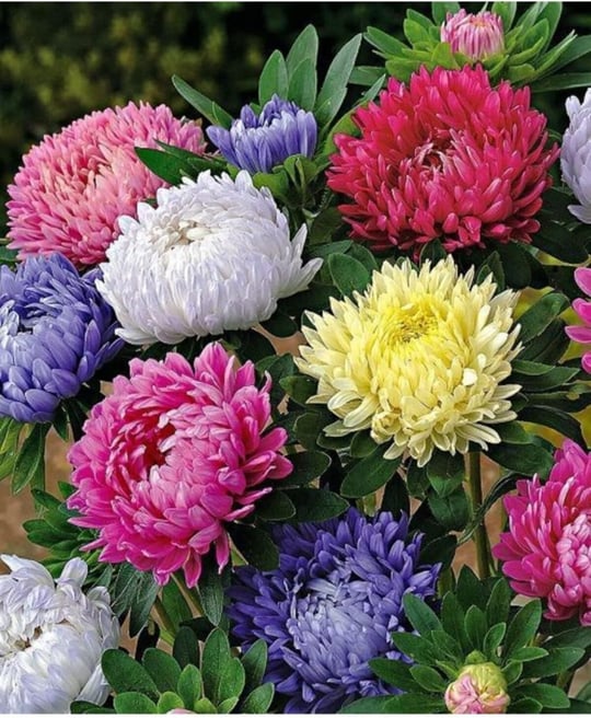 Dashing Look Karışık Pompon Aster Papatya Çiçeği Tohumu 5 Adet