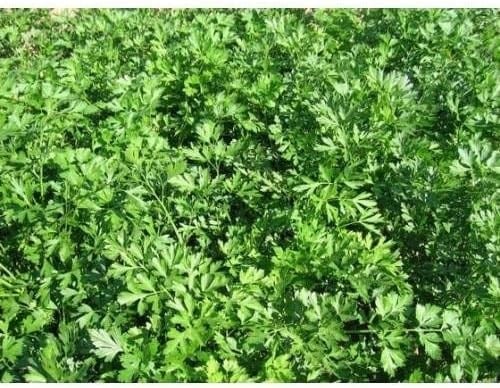 Erkenci Maydanoz Tohumu 1000+ Adet – Hızlı Gelişen & Verimli – Yoğun Aromalı – Saksı & Bahçe Yetiştiriciliğine Uygun