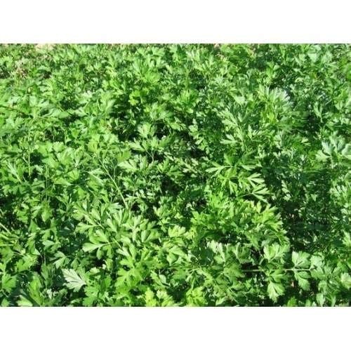 Erkenci Maydanoz Tohumu 1000+ Adet – Hızlı Gelişen & Verimli – Yoğun Aromalı – Saksı & Bahçe Yetiştiriciliğine Uygun