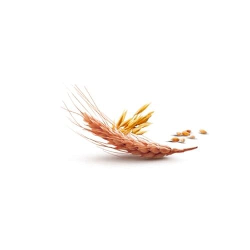 Filiz Tam Buğday Spagetti Makarna (Çubuk) 350 Gr