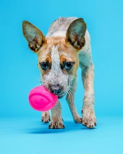 Hartz DuraPlay Ball Gıcırtılı Lateks Köpek Oyuncağı, Orta, 3lü Paket