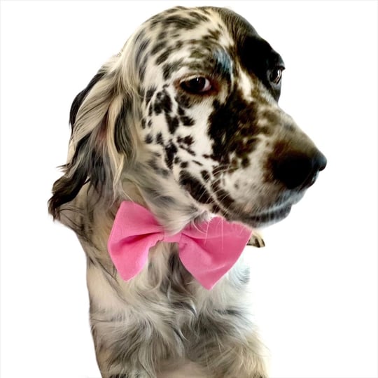 KEDİ VE KÖPEKLER İÇİN PAPYON PEMBE PEMBE 1