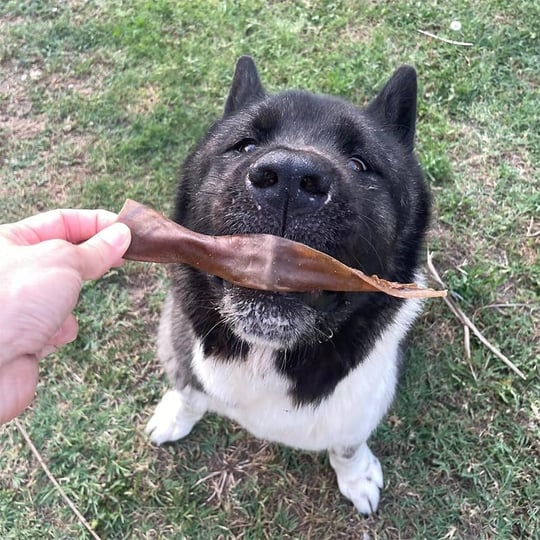 Kito Kurutulmuş Dana Kelle Derisi Çiğnemelik Köpek Ödül Maması%100 Doğal, Glutensiz, Organik 100 gr (Dog Treat)