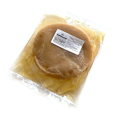 Kombuçça Organik Mantarı SCOBY - Kombu Çayı - Kambuça Kültürü Mayası