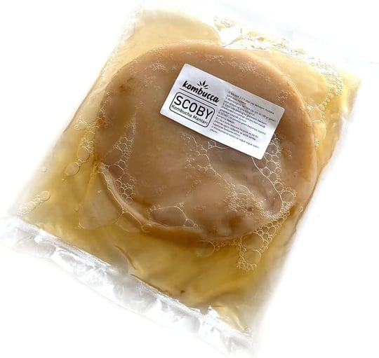 Kombuçça Organik Mantarı SCOBY - Kombu Çayı - Kambuça Kültürü Mayası